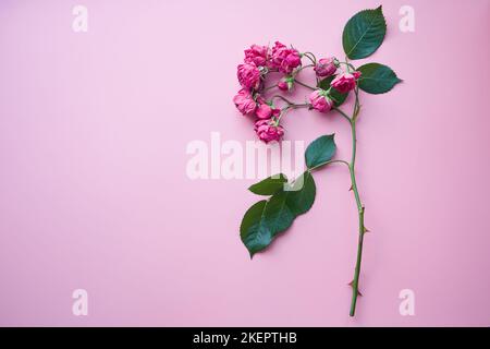 Zweig der trockenen Rosen auf dem Hintergrund der Rosenfarbe. Stockfoto