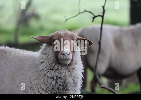 Porträt eines Schafes mit braunem Gesicht und weißem Fell Stockfoto