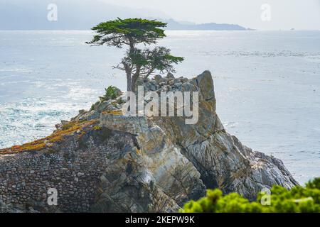 Die Lone Cypress ist ein legendärer Baum, der auf einem Granitausschnitt in Pebble Beach, zwischen Pacific Grove und Carmel-by-the-Sea, Californi, steht Stockfoto