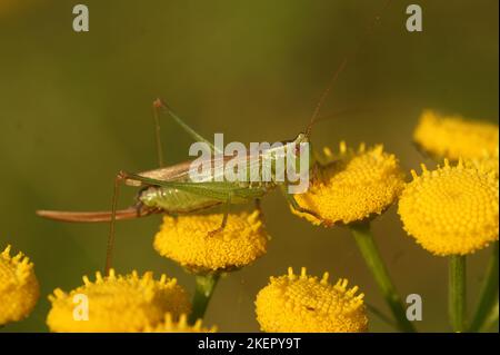 Natürliche Nahaufnahme des langflügeligen Kegelkopfes-Cricket, Conocephalus fuscus, der auf gelben, tansigen Blüten sitzt Stockfoto