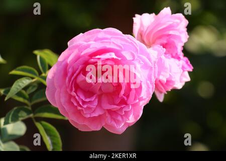 Rosa-Damaskus-Rose (Rosa x Damascena) blüht Stockfoto