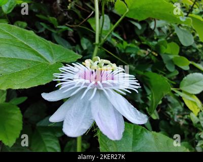 Stinkende Passiflora foetida blüht Stockfoto