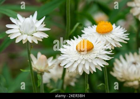 „White“, „White“, „Helichrysum“. September Stockfoto