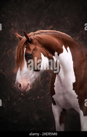 Welsh Pony Portrait Stockfoto