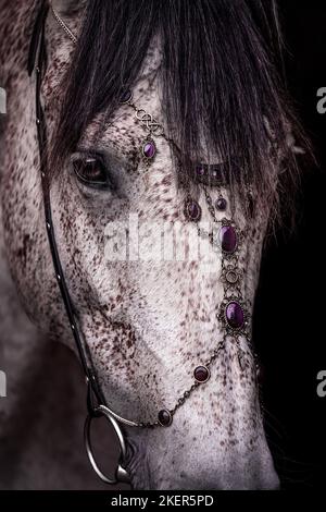 Pferd mit Kopfbedeckung Stockfoto