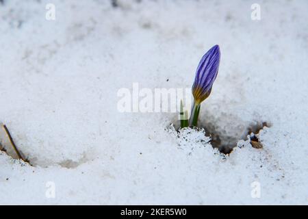 Violette Krokusblüte im Schnee am Demerdzhi-Berghang im frühen Frühjahr Stockfoto