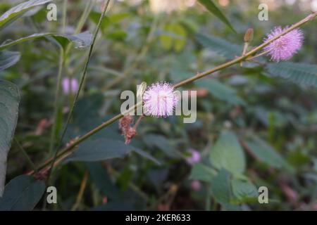 Rosafarbene Blume von Mimosa pudica im Park Stockfoto