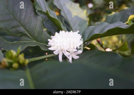 Schließen Sie weiße Kaffeeflumen auf dem Baum Stockfoto