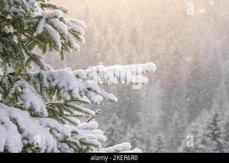 Wunderschöne Winterlandschaft mit Schnee fällt auf einem Fichtenzweig Nahaufnahme Stockfoto
