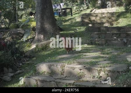 bantam Hahn kräht, während er im Garten spaziert Stockfoto