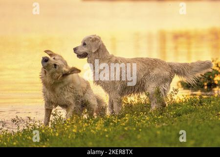 Golden Retriever im Sonnenuntergang Stockfoto