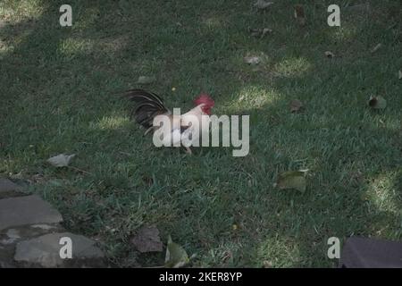 Bantam Hahn kräht, während er im Garten spaziert. Hühnergeflügelzucht Stockfoto