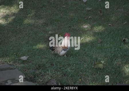 Bantam Hahn kräht, während er im Garten spaziert. Hühnergeflügelzucht Stockfoto