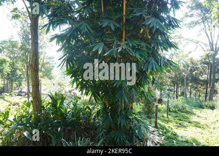 Riesiger und hoher gelber tropischer Bambusbaum im Park Stockfoto