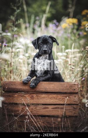 Labrador-Retriever-Jack-Russell-Terrier-Mongrel Welpe Stockfoto