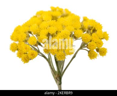 Helichrysum Blüten isoliert auf weißem Hintergrund Stockfoto