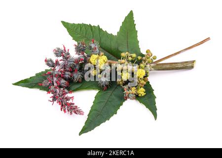 Rizinusblatt Blume und Samen isoliert auf weiß Stockfoto