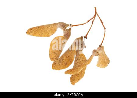 Acer buergerianum, Trident Ahorn, Dreispitz-Ahorn, Nahaufnahme, Früchte (samara) Stockfoto