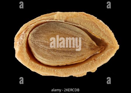 Prunus domestica ssp syriaca, Mirabelle-Pflaume, Mirabelle, Nahaufnahme, Stein mit Samen Stockfoto