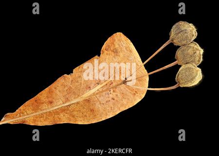 Tilia platyphyllos, großblättriger Kalk, Sommer-Linde, Nahaufnahme, Früchte mit Brakt Stockfoto