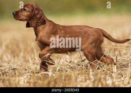 Irish Red Setter Welpen Stockfoto