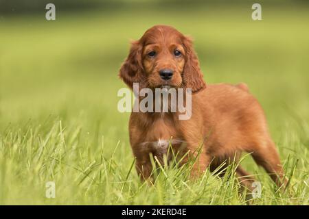 Irish Red Setter Welpen Stockfoto