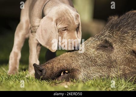 Weimaraner Welpe Stockfoto