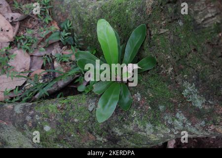 Von oben gesehen wächst zwischen zwei großen Wurzeln eines Jack-Baumes eine Pflanze mit einem kleinen Vogelnest Farn (Asplenium Nidus) Stockfoto