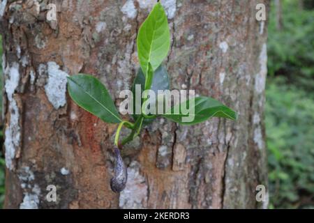 Eine Buben-Fruchtblüte wächst auf einem kleinen Zweig, der aus einem großen Stamm des Buben-Baumes (Artocarpus Heterophyllus) hervorgegangen ist Stockfoto