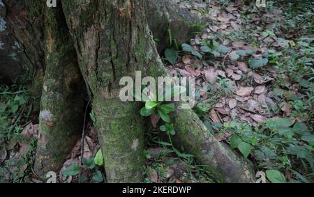 Ein kleiner Vogelnest Farn (Asplenium Nidus) Pflanze wächst innerhalb der Lücke zwischen zwei großen Wurzeln eines Bubenbaums Stockfoto