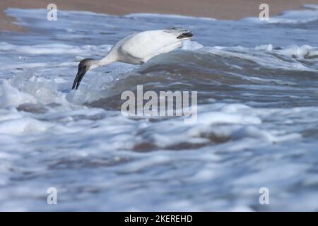 Wunderschöne schwarz-weiße ibis-Nahrungssuche am Strand. Orientalisch-weißer Ibis oder schwarzköpfiger Ibis oder schwarzhalsiger Ibis am Strand in der Natur. Stockfoto