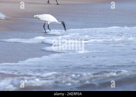 Wunderschöne schwarz-weiße ibis-Nahrungssuche am Strand. Orientalisch-weißer Ibis oder schwarzköpfiger Ibis oder schwarzhalsiger Ibis am Strand in der Natur. Stockfoto