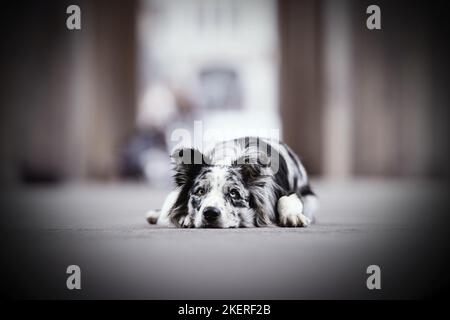 Border Collie Stockfoto