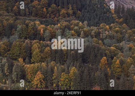 Blick von oben auf einen schönen bunten Herbstwald, der mit allen möglichen Farben spielt, rot, orange, gelb und grün. Herbst im Oktober. Stockfoto