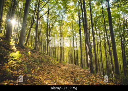 Beste Herbststimmung im Buchenwald. Das goldene Licht der Sonne beleuchtet die Blätter auf dem Boden, das Moos und die umliegenden Bäume voller Säule Stockfoto