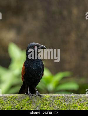 Großküken (Centropus sinensis), auch bekannt als Krähenfaasant und Mitglied des Kuckucksud-Ordens der Vögel, thronten an einer Wand in Mangalore, Indien. Stockfoto