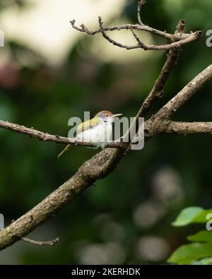 Gewöhnlicher Tailorbird (Orthotomus sutorius), der auf dem Ast eines toten Baumes in Mangalore, Indien, thront. Stockfoto