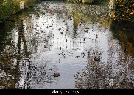 Eine Gruppe von Enten auf Wasser mit Wasserlillen Stockfoto