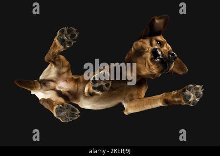 Labrador Retriever von unten Stockfoto