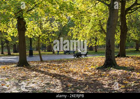 Mann, der an einem sonnigen Herbsttag im November auf einer Bank im (The) Green Park - einem königlichen Park - sitzt, mit Bäumen und Blättern im Hintergrund. London, England Stockfoto