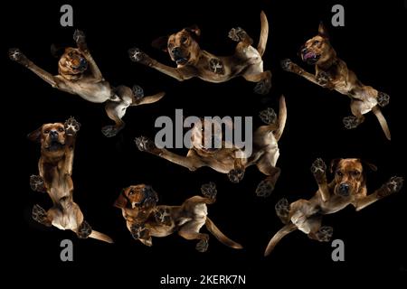 Labrador Retriever im Studio Stockfoto