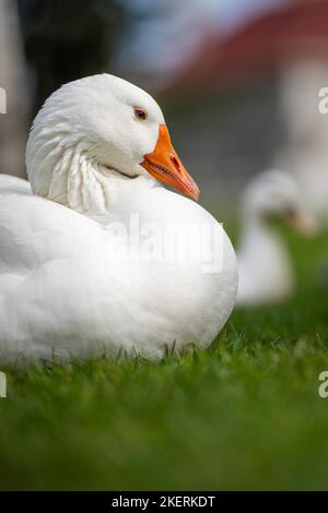 Enten und Gänse schlafen im Frühjahr auf einem See in kanada Stockfoto