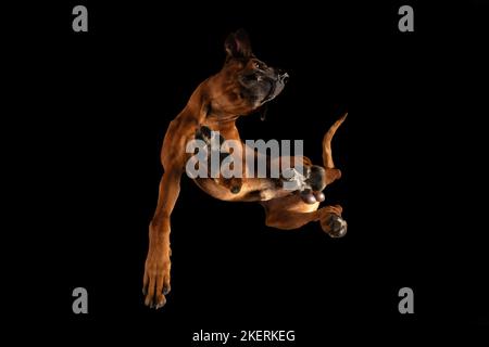 Rhodesian Ridgeback im Studio Stockfoto