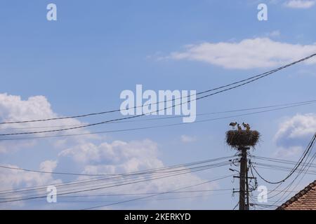 Eine Gruppe von vier großen Störchen (Ciconia ciconia) in einem riesigen Nest, das auf einem speziellen Ständer auf einem elektrischen Lichtmast mit vielen Drähten gebaut wurde Stockfoto