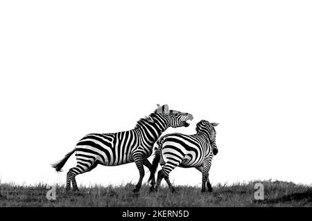 ZWEI RIVALISIERENDE Zebras wurden am Horizont im Masai Mara National Park in Kenia gegeneinander geschlagen. Stockfoto