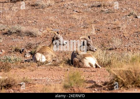 Ein Mutterschafe, links, und ein junger Widder Desert Bighorn Schaf, Ovis canadensis nelsoni, ruhend in der Wüste in der Nähe von Moab, Utah. Stockfoto