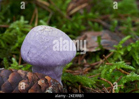 Ungenießbarer Pilz Cortinarius traganus im Fichtenwald. Bekannt als Gassy Webcap. Im Moos wachsender Wildpilz. Stockfoto