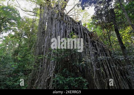 266 der sogenannte Curtain Fig Tree, riesiger Regenwald, der Feigenbaum in der Nähe der Stadt Yungaburra. Queensland-Australien. Stockfoto