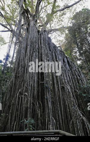 267 der sogenannte Curtain Fig Tree, riesiger Regenwald, der Feigenbaum in der Nähe der Stadt Yungaburra. Queensland-Australien. Stockfoto