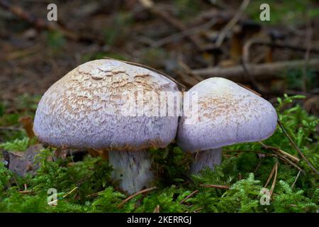 Ungenießbarer Pilz Cortinarius traganus im Fichtenwald. Bekannt als Gassy Webcap. Zwei Wildpilze wachsen im Moos. Stockfoto